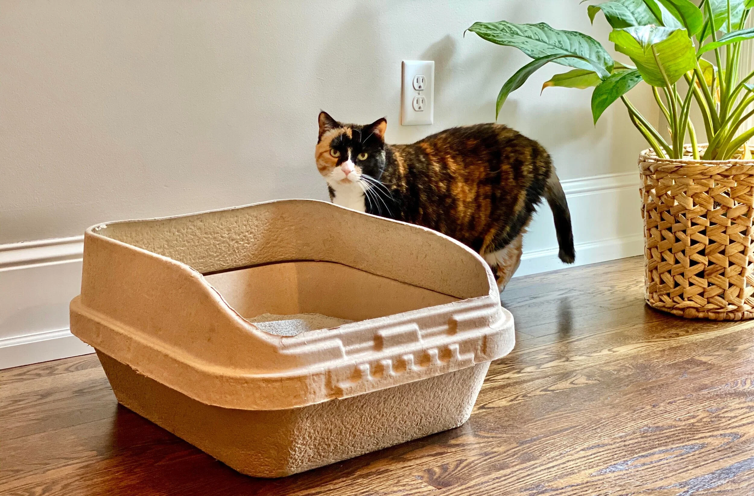 Most eco friendly cat litter cheap